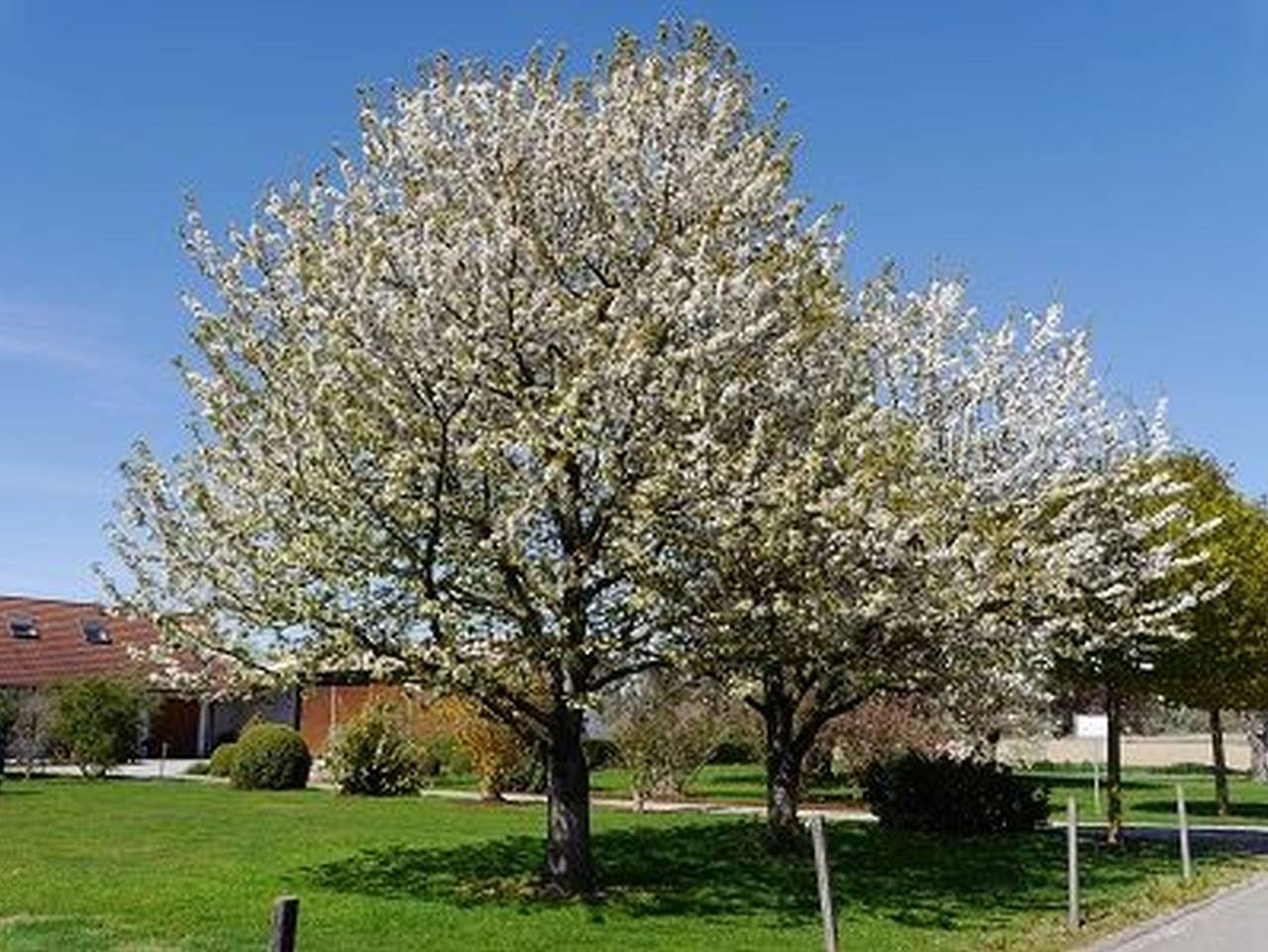 Ganze Ferienwohnung, Ferienwohnungen Lang in Breisach am Rhein, Südschwarzwald