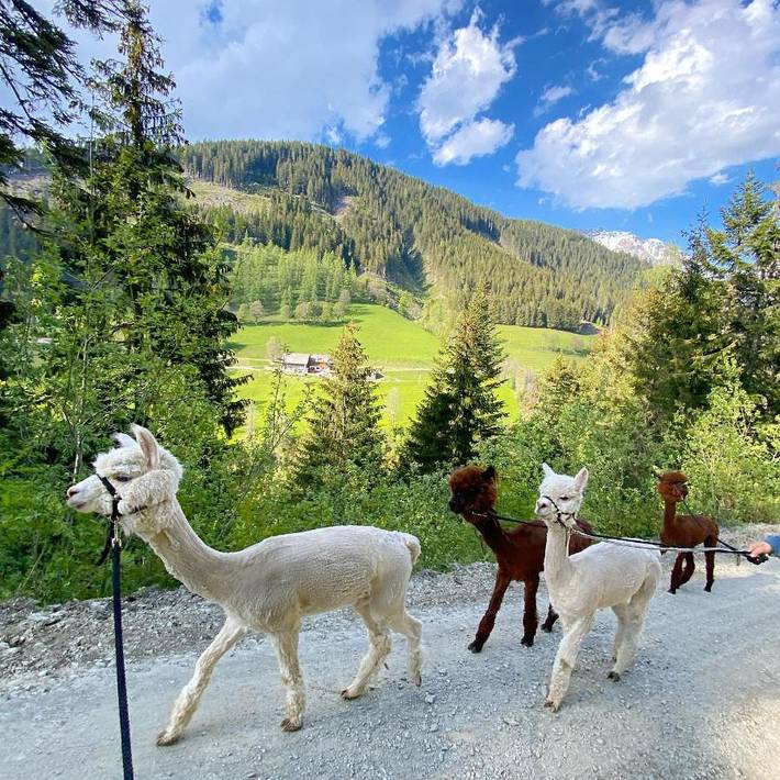 Landhaus für 2 Personen, mit Garten und Ausblick sowie Terrasse in Ramsau am Dachstein - 3