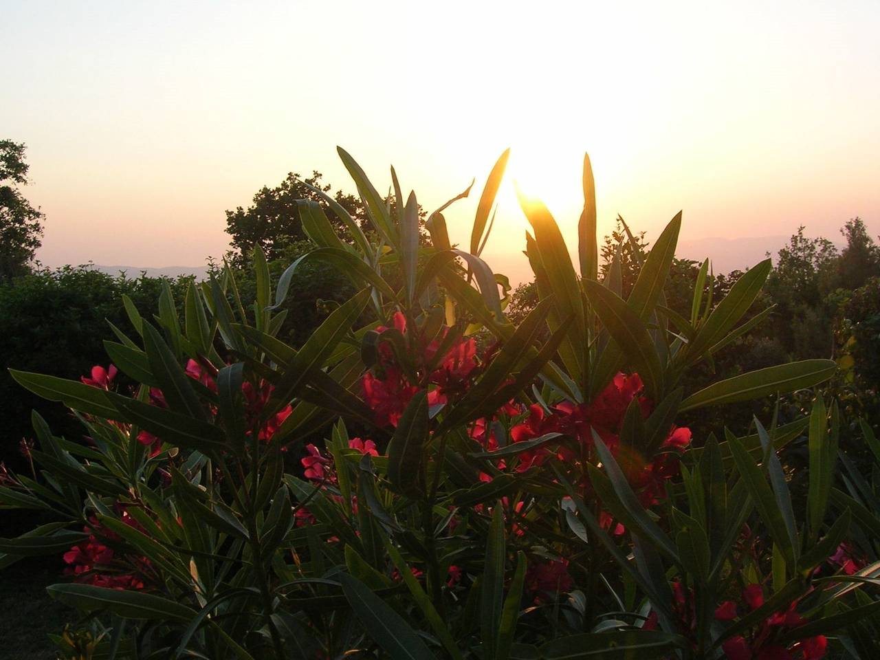 Ganze Wohnung, Wohnung Grecale in Castellina Marittima in Castellina Marittima, Etruskische Küste