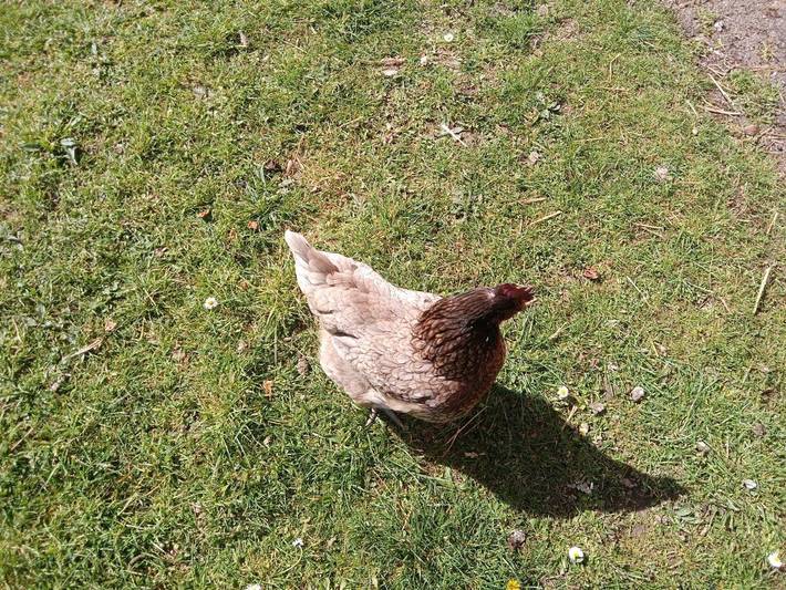Gîte pour 3 personnes, avec terrasse ainsi que jardin et vue dans Le Clerjus - 2