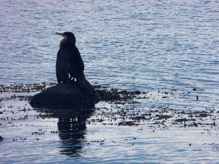 Ferienhaus für 5 Personen, mit Garten und Terrasse in Maasholm-Bad - 4