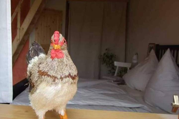 Agriturismo für 4 Personen, mit Sauna und Garten in Penzlin - 2