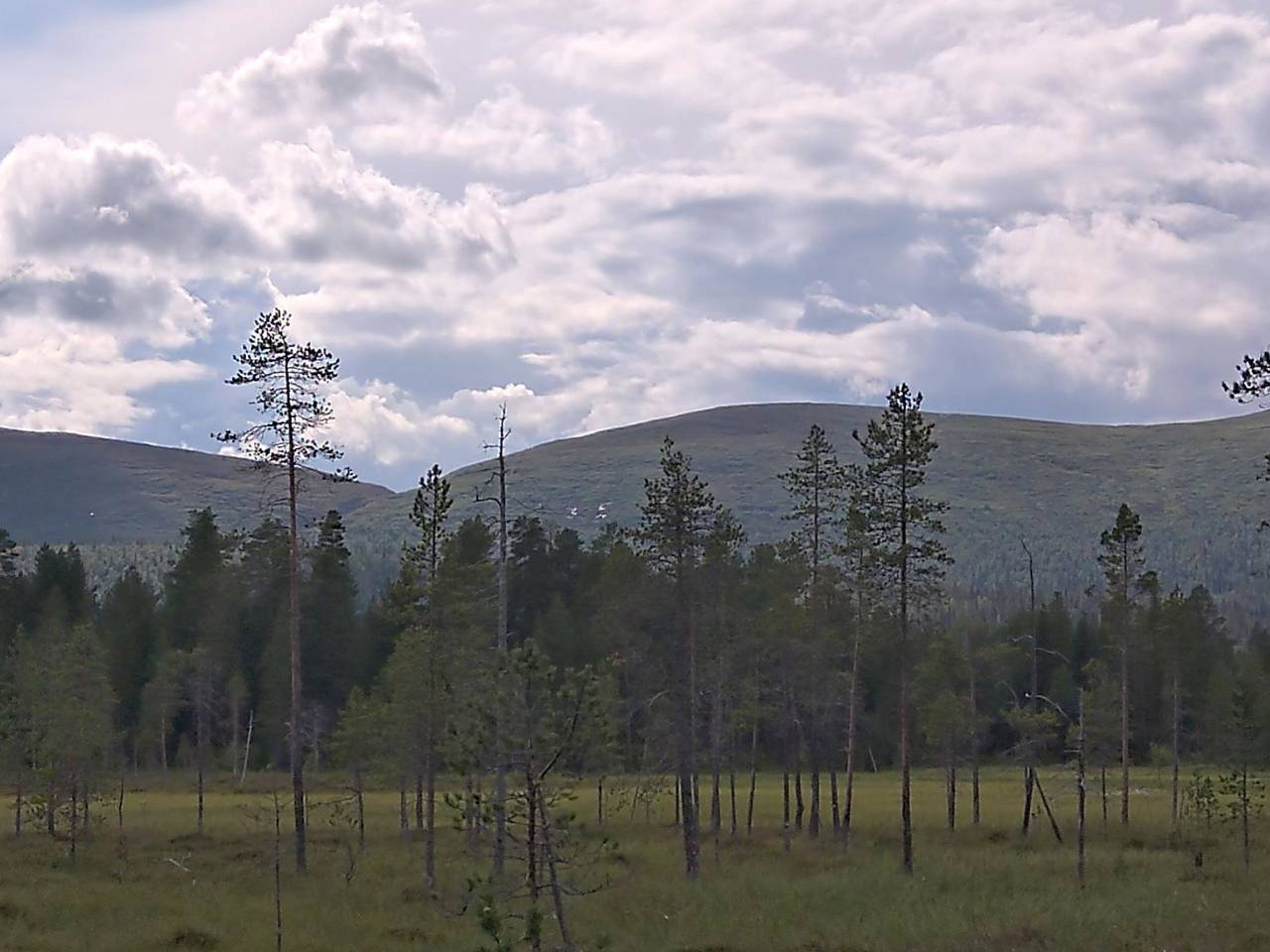 Tunturitupa kuolpuna in Lappland