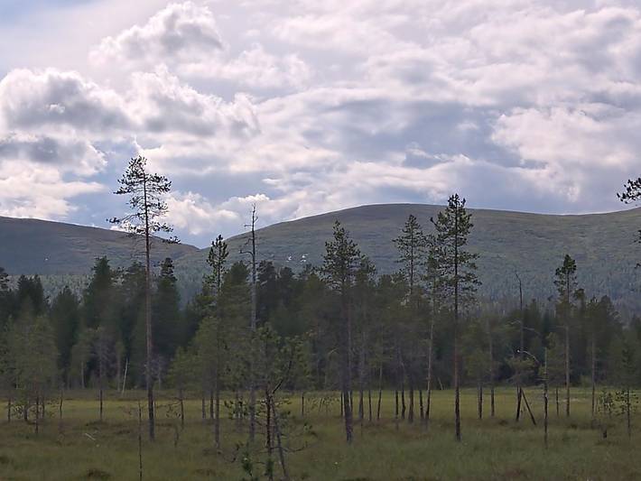 Tunturitupa kuolpuna in Lappland