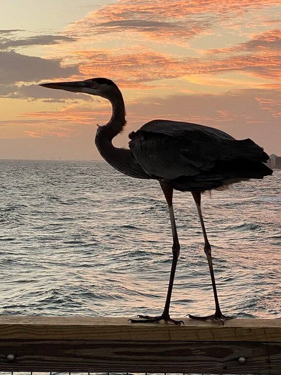 Ganze Wohnung, Das ist es! Eigentumswohnung am Wasser in Navarre Beach mit Pool, Angelpier in Pensacola Beach, Emerald Coast