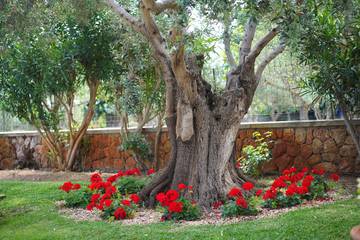 Villa in Pollença, Serra de Tramuntana für 8 