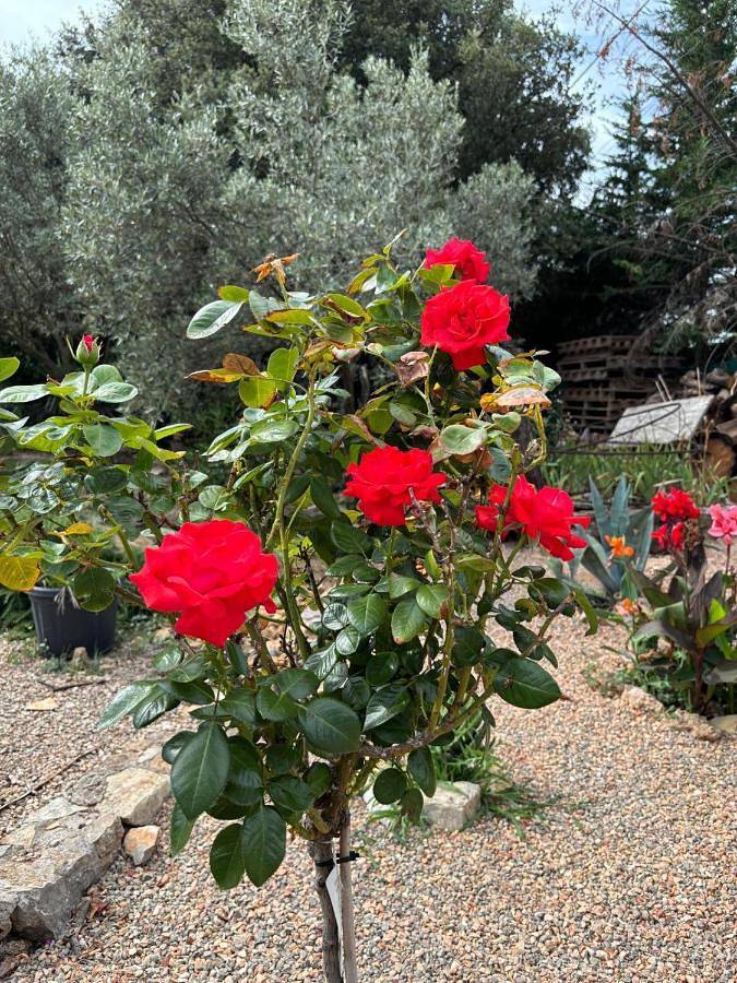 Maison d’hôte pour 2 personnes, avec vue et bassin pour enfant ainsi que piscine et jardin à Draguignan - 2
