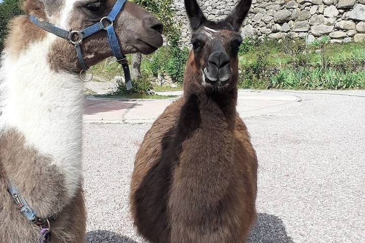 Appartement de vacances pour 6 personnes, animaux acceptés