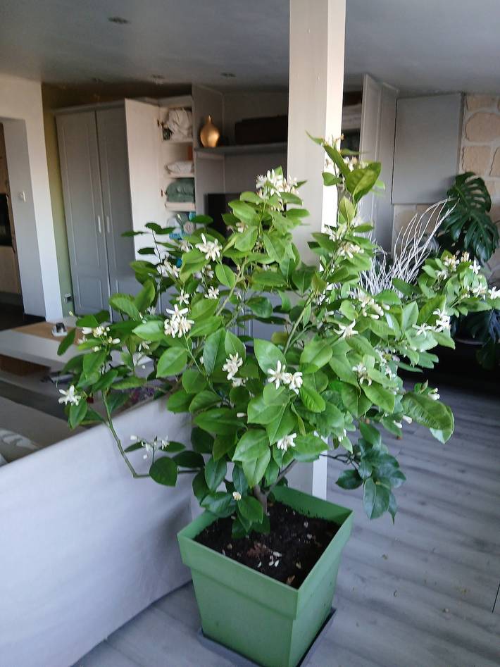 Maison de vacances pour 4 personnes, avec Balcon ainsi que Jacuzzi et Jardin dans Marne - 4