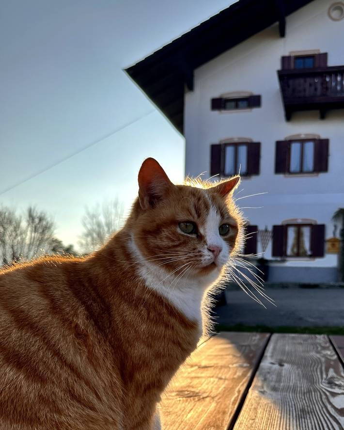 Bauernhof für 5 Personen, mit Garten in Bernau am Chiemsee - 2