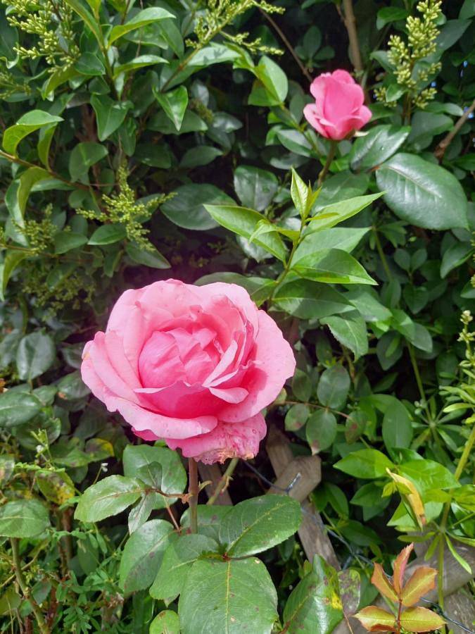Aux Roses in Sainte-Thérence, Région de Montluçon