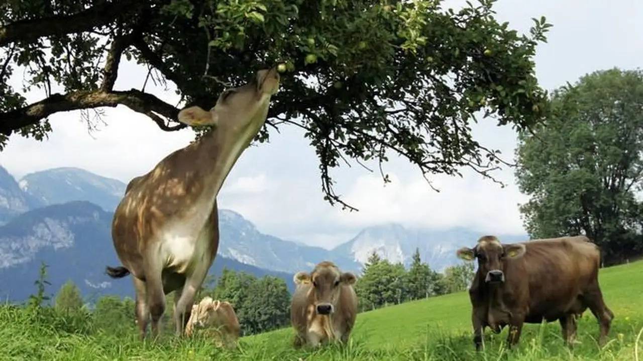 Doppelzimmer für 2 Personen (20 m²) in Aigen im Ennstal in Rottenmanner und Wölzer Tauern, Aigen im Ennstal
