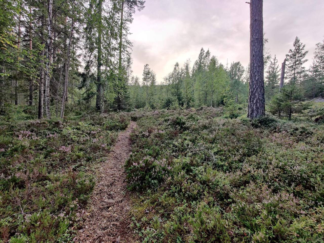 6 Personen Ferienhaus in Kopparberg-By Traum in Ljusnarsberg, Örebro und Umgebung