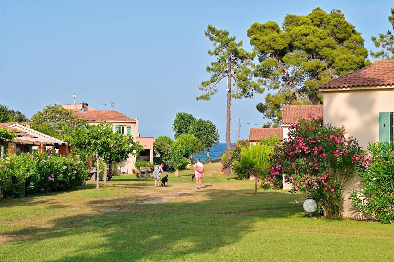 Pinea Mare in Poggio-Mezzana, Corte und Umgebung