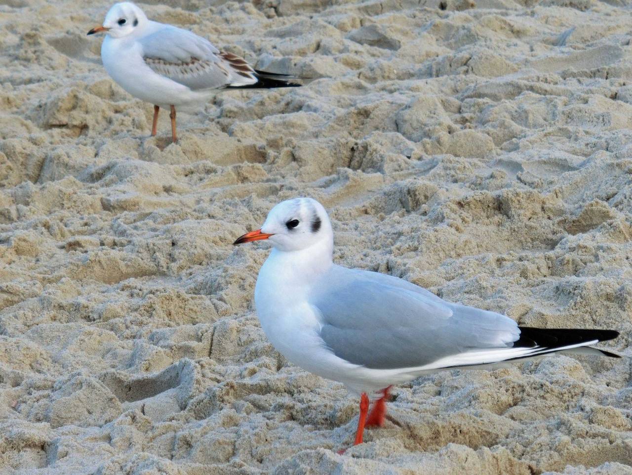 Ganze Ferienwohnung, Trassenheide Strandstr. 21 Fewo 06 Südblick - Fw Südblick in Trassenheide Strand, Trassenheide