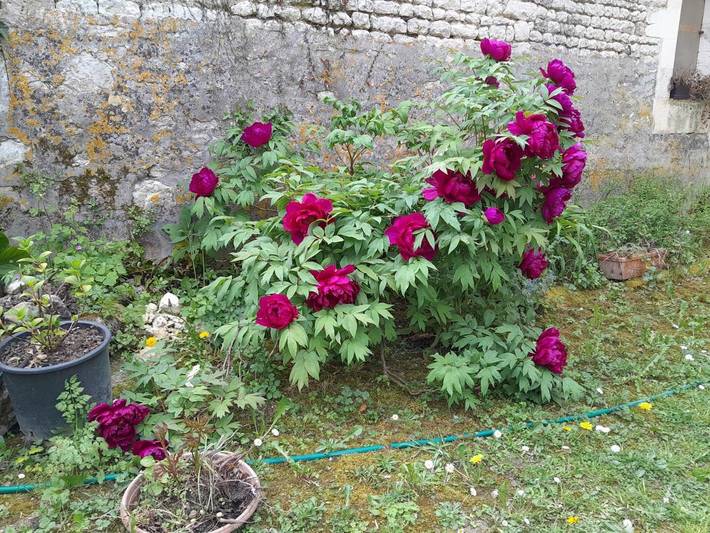 Location de vacances pour 2 personnes, avec vue ainsi que terrasse et jardin à Saint-Cybardeaux - 4