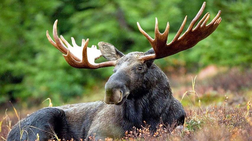 Ferienhaus für 7 Personen, mit Terrasse in Dals-Eds und Umgebung - 4