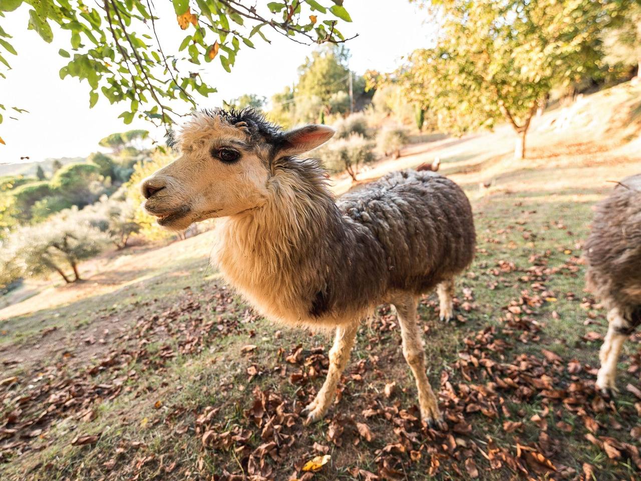 Bauernhaus in der Toskana mit Pool bei Montecastello in Pontedera, Pisa Provinz
