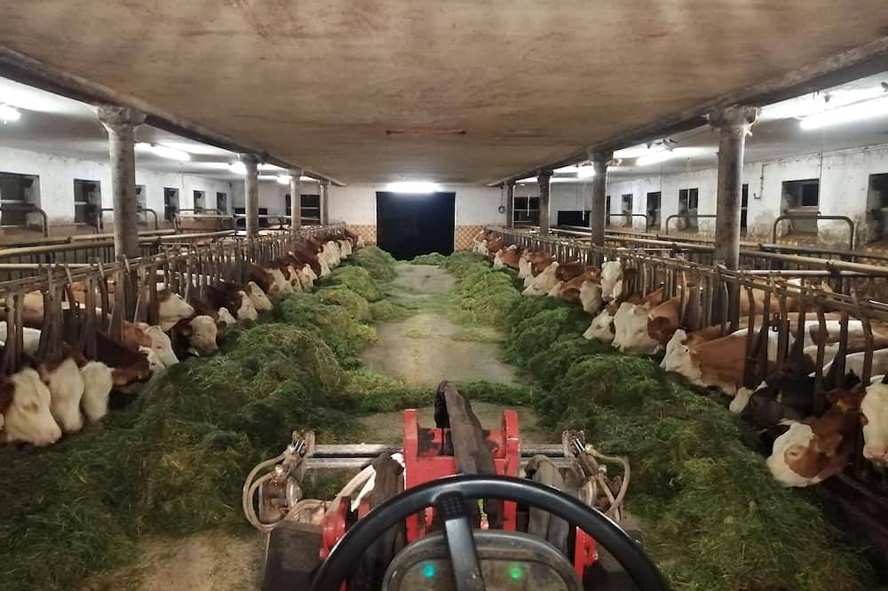 Ganze Wohnung, Landurlaub im Bayerischen Wald in Böbrach bei Bodenmais im Arberland. in Böbrach, Ostbayern