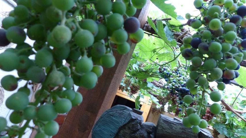 Ferienwohnung für 2 Personen, mit Terrasse, mit Haustier im Pfälzer Wald - 3