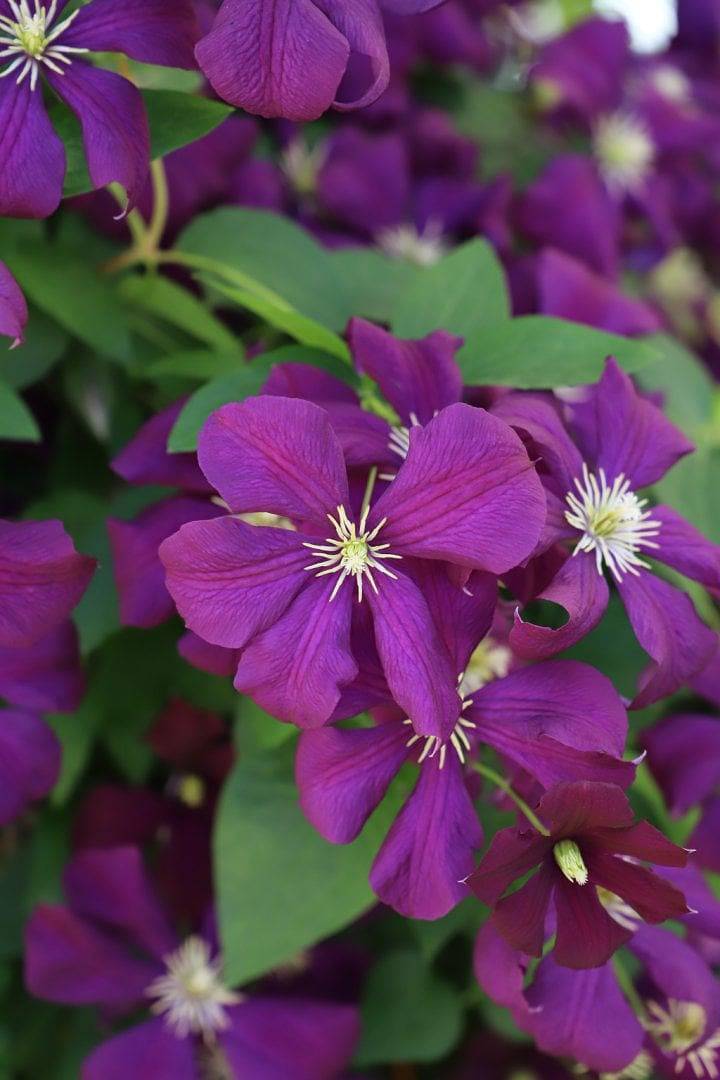 La Ferme de Montot - Suite Louise-Constance in Vaudebarrier, Charolles region