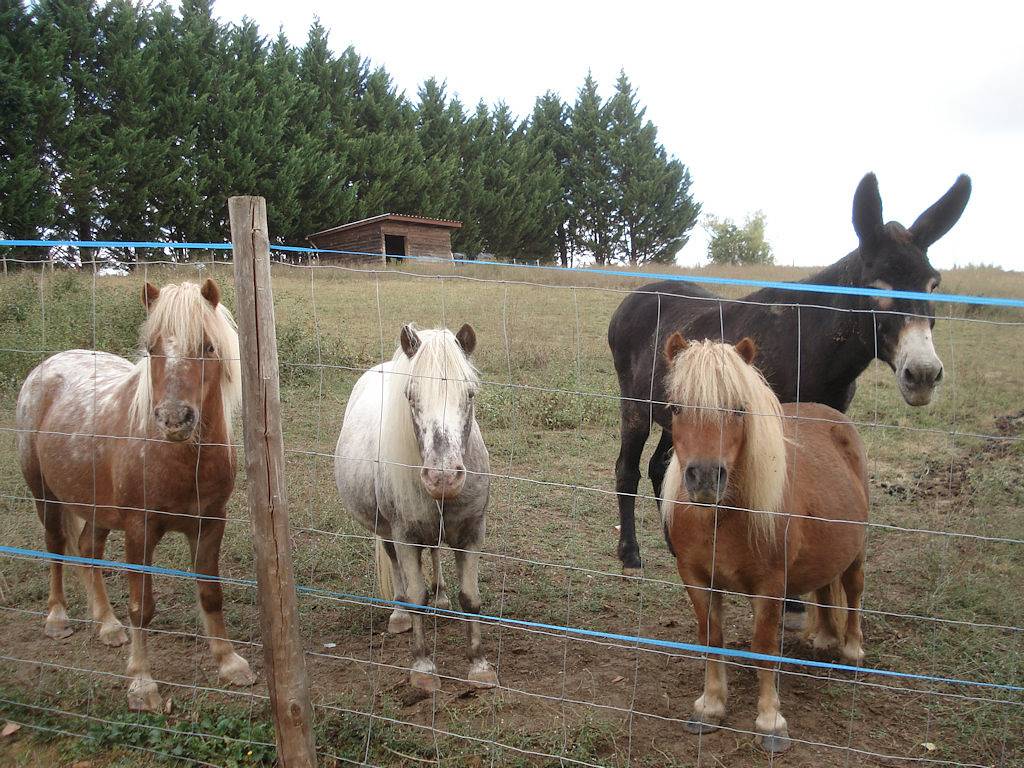 Gîte 1 - Gites La Grange du Cheval Blanc in Villeneuve-sur-Lot, Région de Villeneuve-sur-Lot