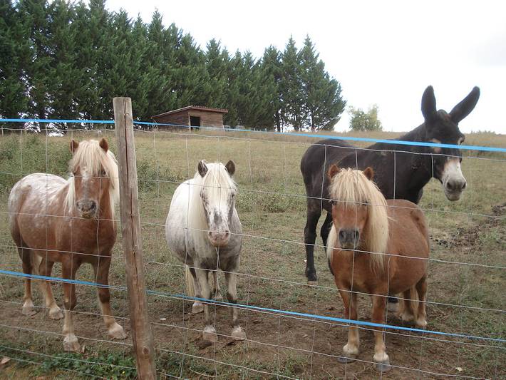 Gîte pour 6 personnes, avec jardin ainsi que terrasse et piscine à Villeneuve-sur-Lot - 4