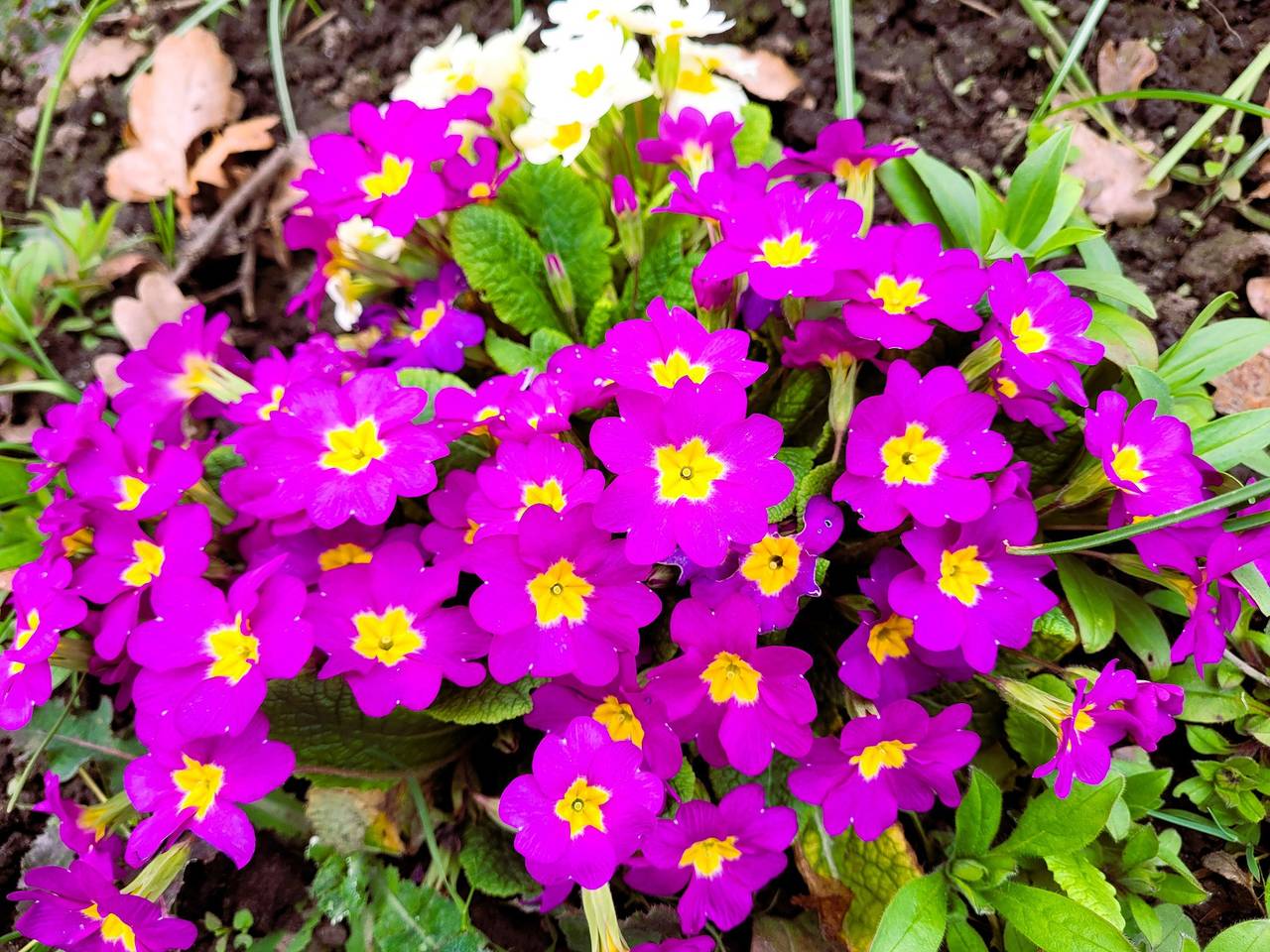 Ganze Ferienwohnung, Fewo Strandbad40 - Og-Fewo in Radolfzell, Radolfzell am Bodensee