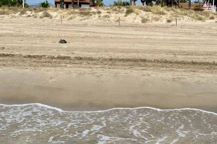 Villa per 12 persone, con giardino, con animali domestici - 1