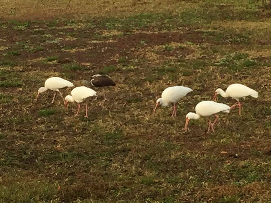 Unique Treehouse on the River in Inglis, Levy County