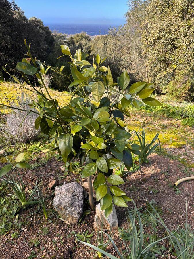 Maison d’hôte pour 2 personnes, avec jardin ainsi que jacuzzi et piscine à Lumio - 2