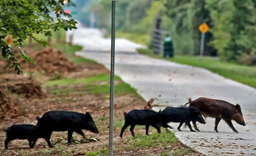 ♦ ️Lakeside Cabin # 3 auf dem Lake Livingston in Onalaska. Texas in Lake Livingston