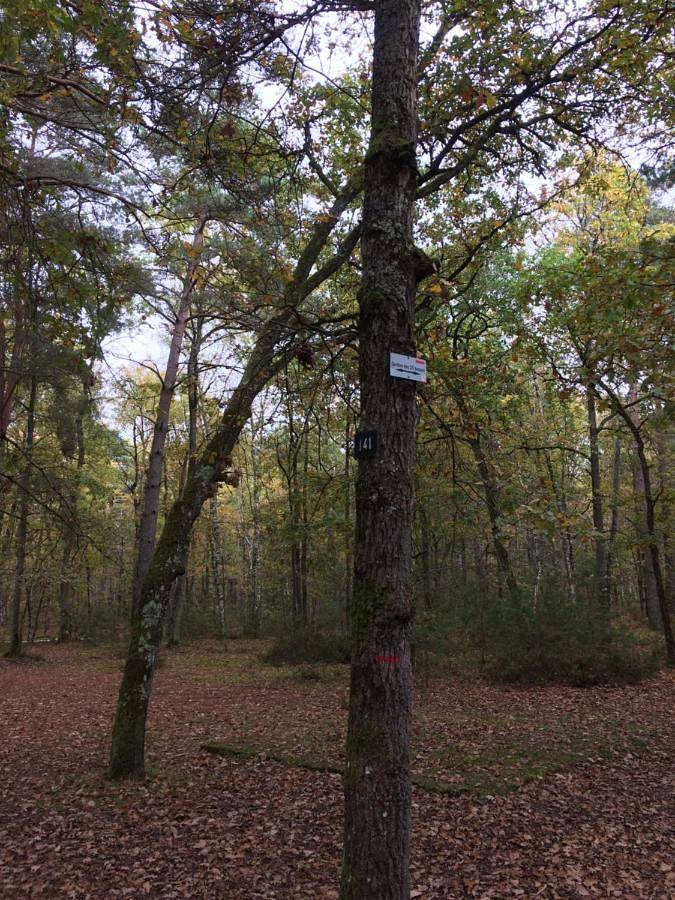 Gite cosy proche Fontainebleau et foret in Noisy-sur-École, Seine-et-Marne
