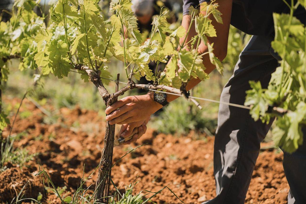Domaine Rabiega - Vineyard and Boutique hotel in Draguignan, Région de Draguignan