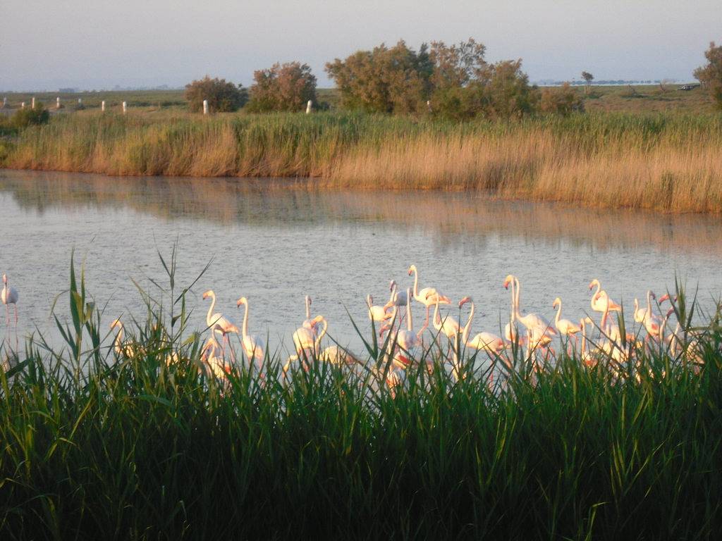 Suite Les Flamants avec vue petit déj climatisation - Chambre in Saintes-Maries-de-la-Mer, Région d'Arles