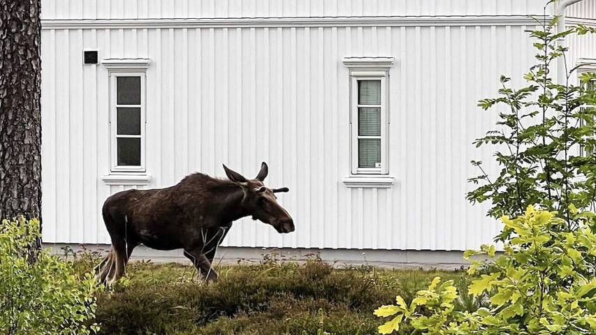 Ferienhaus für 11 Personen, mit Sauna und Whirlpool sowie Pool und Garten in Fredrikstad - 3