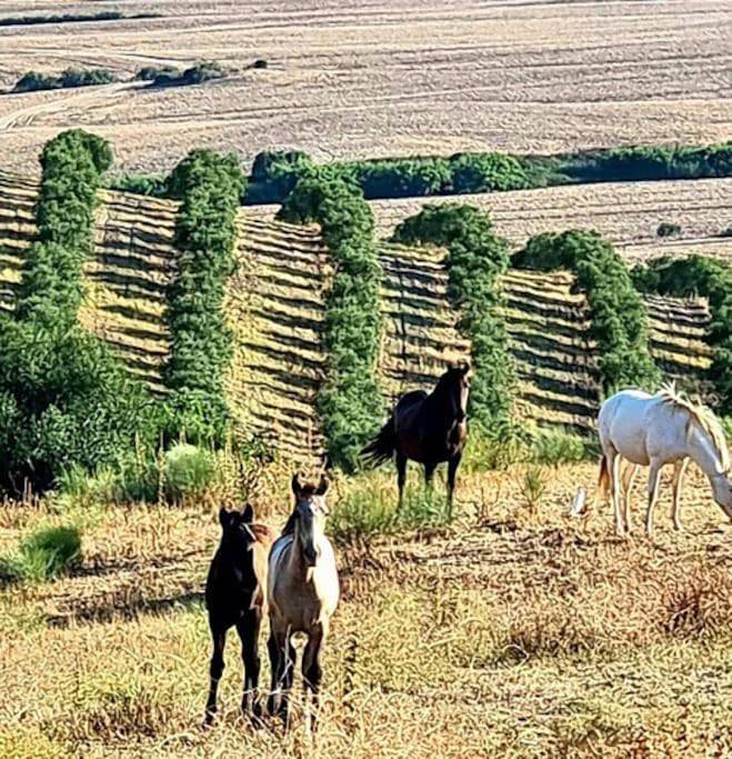 Casa rural para 8 personas, con piscina además de terraza y jardín, Se admiten mascotas en Arcos de la Frontera - 4