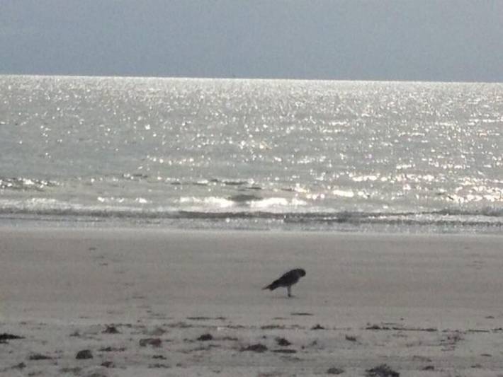 Vacation rental for 5 people, with pool and balcony in Indian Shores