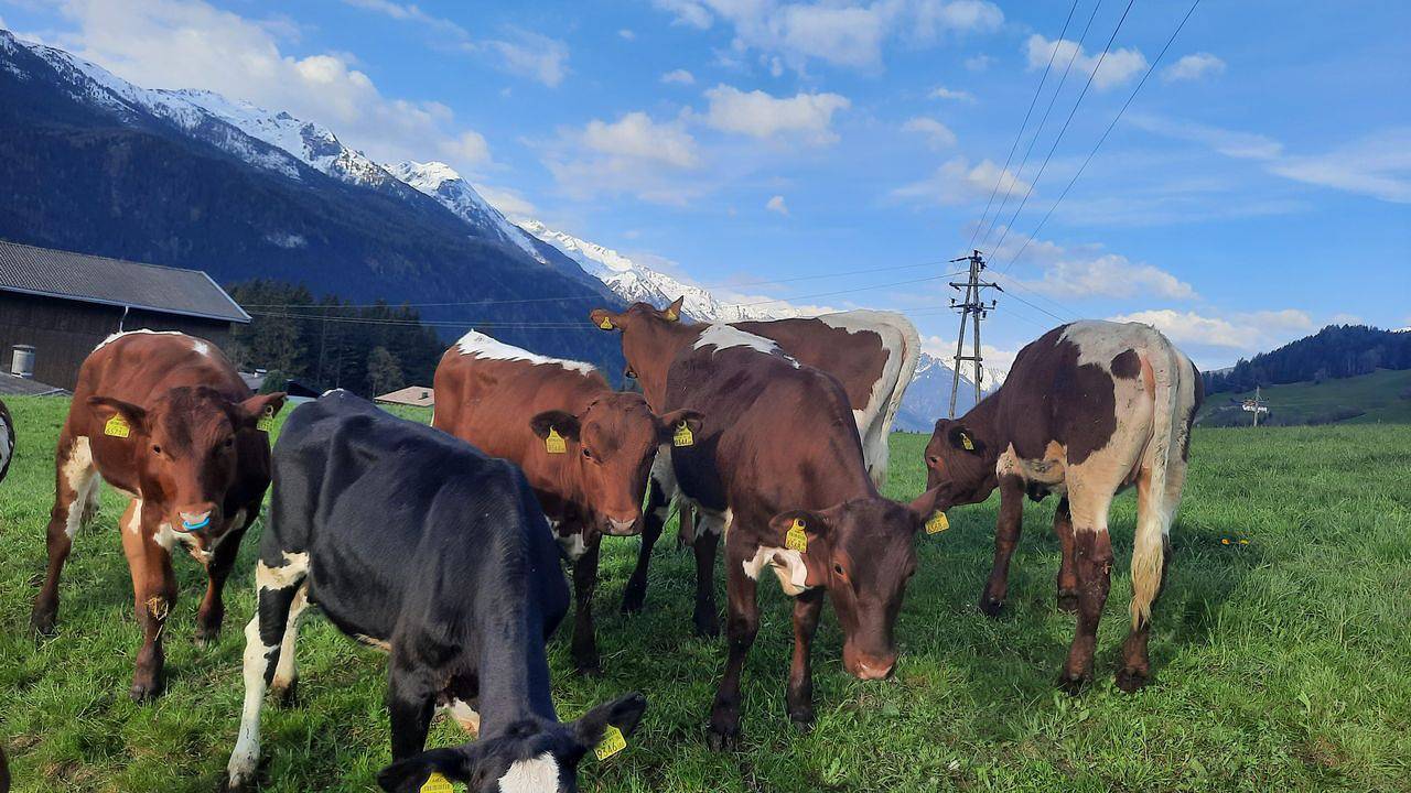 Ganze Ferienwohnung, Ferienwohnung für 4 Personen (24 m²) in Hollersbach im Pinzgau in Hollersbach im Pinzgau, Pinzgau