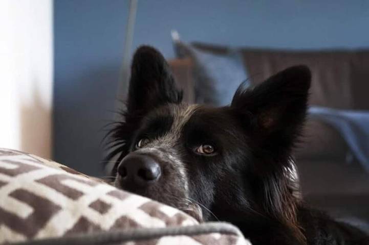 Ferienhaus für 10 Personen, mit Garten und Sauna sowie Balkon, mit Haustier in Hohenlohe - 4
