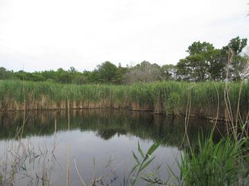 Cottage for 4 Guests in Jersey Shore, New Jersey, Picture 1