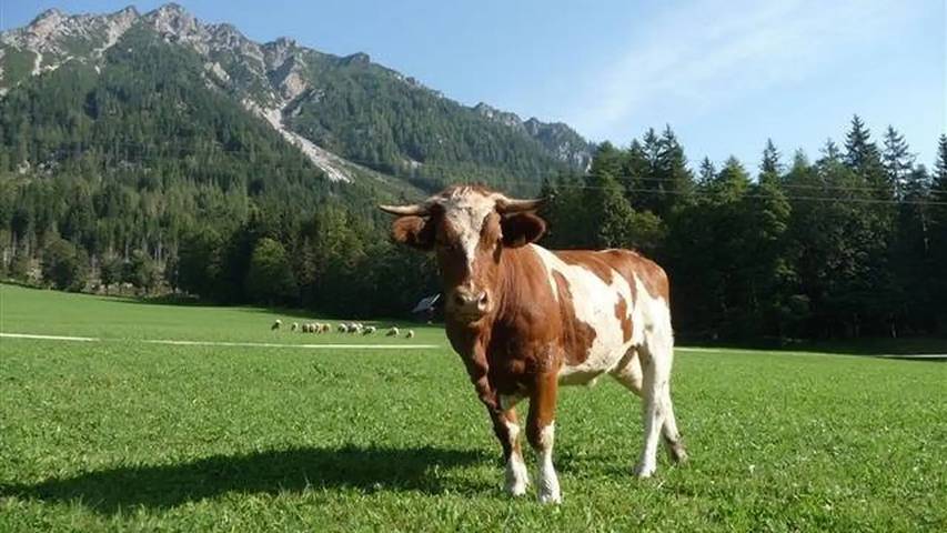 Bauernhof für 2 Personen, mit Garten in Ramsau am Dachstein - 3