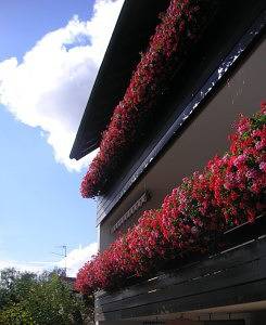 Ganze Ferienwohnung, Ferienwohnung Alice Frank - 2-Zimmer-Fewo, Eg, 61 m² in Markelfingen, Radolfzell am Bodensee