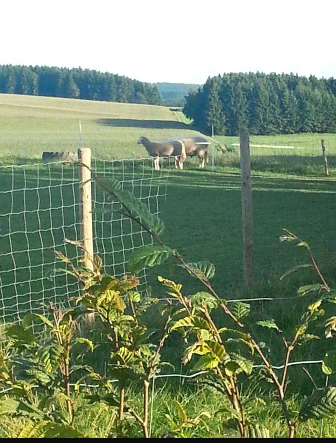 Entire holiday apartment, Mobile home "Eifel Domizil" with wallbox in Oberlascheid, Naturpark Hohes Venn-Eifel