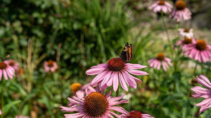 Ferienwohnung für 2 Personen, mit Garten in Deutschland - 2