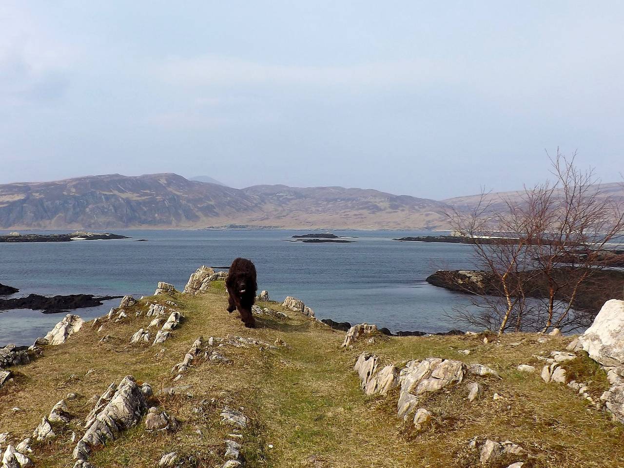 Mackinnon in Highlands