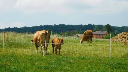 Ferienwohnung für 6 Personen, mit Balkon/Terrasse im Hainich