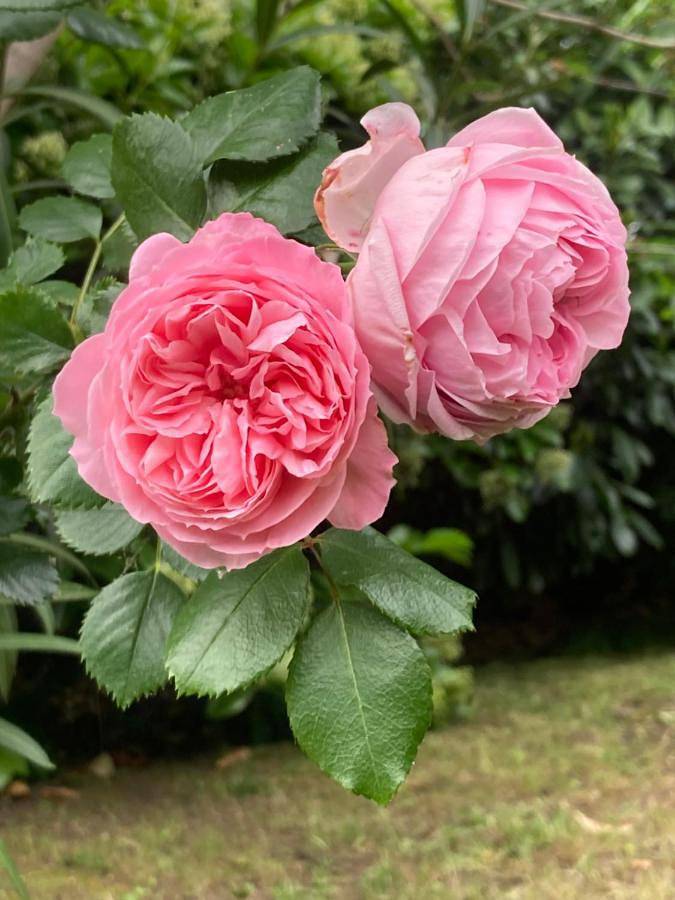 Maison d’hôte pour 4 personnes, avec jardin et vue à Patrimonio - 3