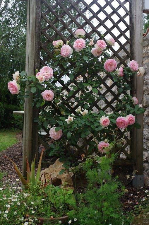 Chambre d’hôte pour 3 personnes, avec jardin en Charente-Maritime - 4