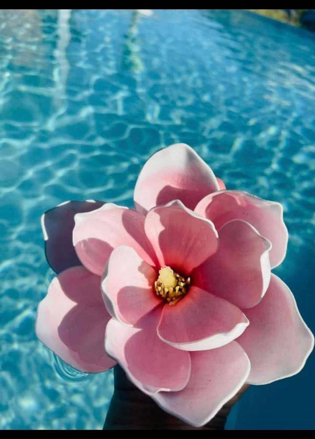 Location de vacances pour 15 personnes, avec piscine et jardin dans Piton de la Fournaise - 3